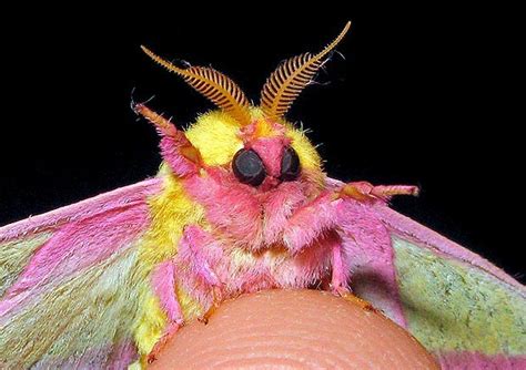 6 Furry Moths You Could Easily Take for a Pet