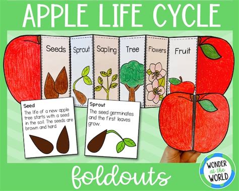 Life cycle of an apple tree foldable activity for kids - Etsy.de