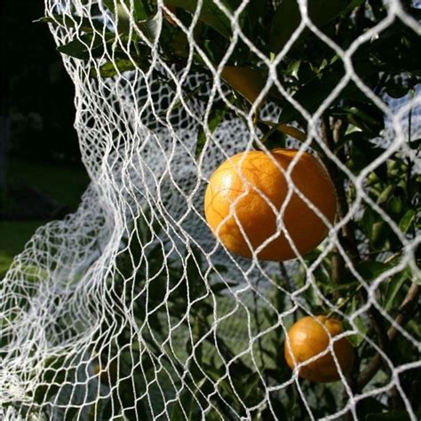 China Fruit Tree Bird Netting Suppliers and Manufacturers - Price - Joyeyou