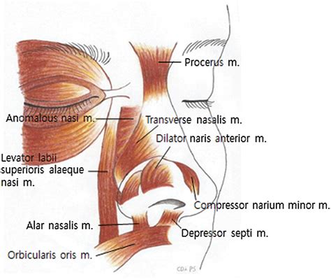 Nasal Analysis and Anatomy: Anthropometric Proportional Assessment in ...