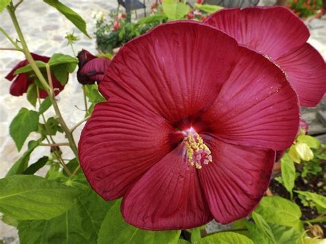 Hardy Hibiscus Pruning: How And When To Prune Perennial Hibiscus Plants