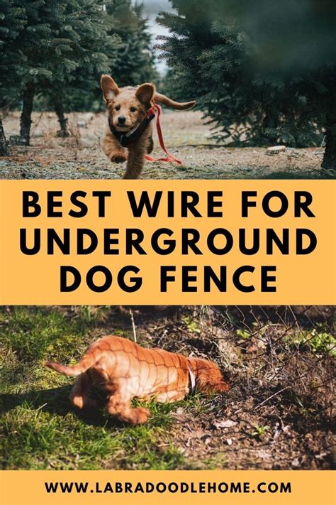 The 4 Best Wire for Underground Dog Fences in 2024