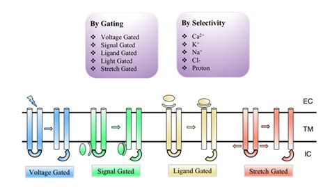 Discovery Program for Ion Channel Targets - Creative Biostructure