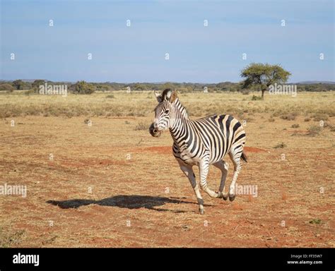 Zebra running Stock Photo - Alamy