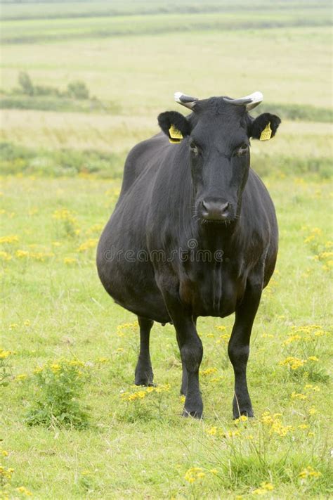 Kerry Cattle on a Green Meadow Looking at Camera Stock Image - Image of ...