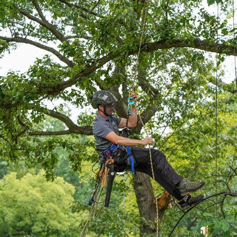 Central Park on Twitter: "Central Park is home to approximately 18,000 trees! From flowering ...