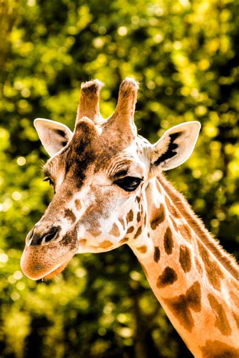 Giraffe Free Stock Photo - Public Domain Pictures