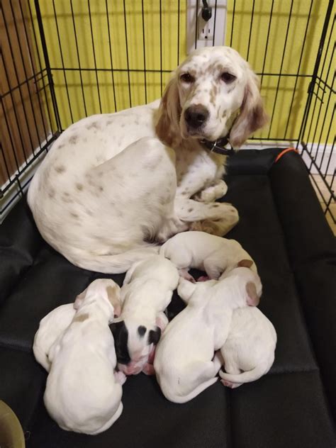 English Setter Puppies For Sale | Indianola, IA #320000