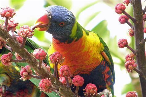 Rainbow Lorikeet Facts, Pet Care, Diet, Price, Pictures | Singing Wings ...