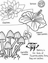 Botany Coloring Pages sketch template