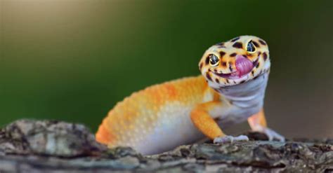 The 13 Cutest Lizards in the World