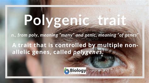 Polygenic trait Definition and Examples - Biology Online Dictionary