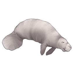 Albino Manatee by TokoTime on DeviantArt