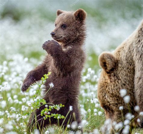 Osa y cachorro. Cachorro oso pardo en sus patas traseras en el bosque ...