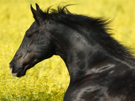 Black Horse Wallpapers - Wallpaper Cave