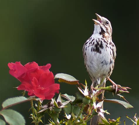 City living may make male song sparrows more doting 'super' fathers