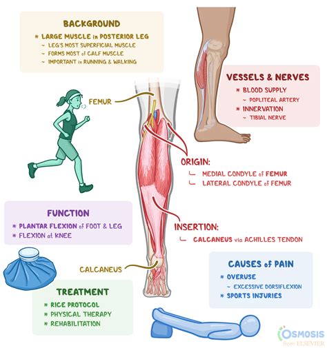 Gastrocnemius: What Is It, Location, Injury, and More | Osmosis