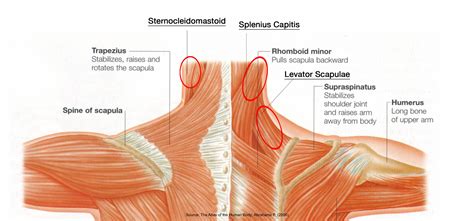 Anatomy Of The Neck Area