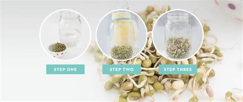 How to Sprout in 3 Easy Steps • Joyous Health