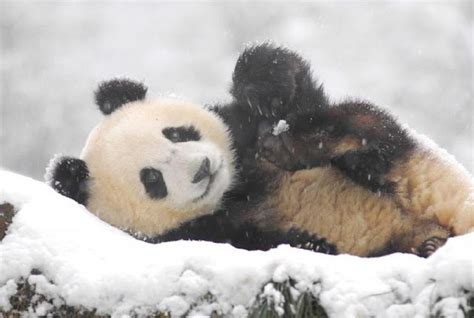 White Wolf : Giant Pandas Play In Snow At Chinese Nature Reserve (VIDEO)