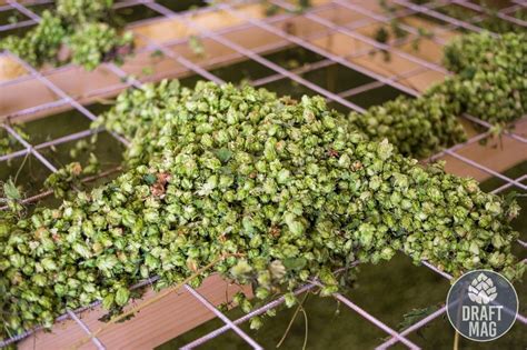 How To Dry Hop: Different Techniques To Dry Hopping Your Beer