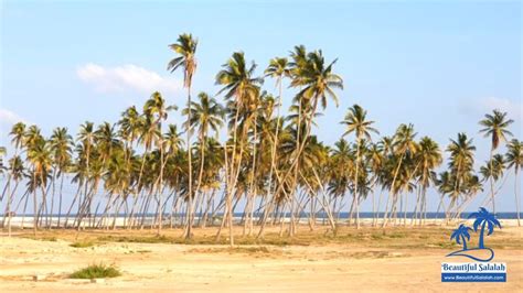 Al Haffa Beach in Salalah, Oman - The Ultimate Guide - in 2023