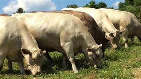 Pin by Jim Durham on Belgium #1 Cattle Breeds | Belgian blue cattle ...