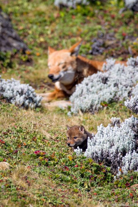 Ethiopian Wolves | Photos Pictures Images