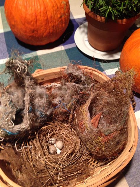 3 Bullock's Oriole nests and Song sparrow nest with abandoned eggs found on STL.