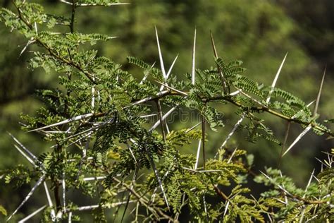 Acacia Tree Branches with Thorns and Young Green Leaves Close-up Stock Photo - Image of branch ...