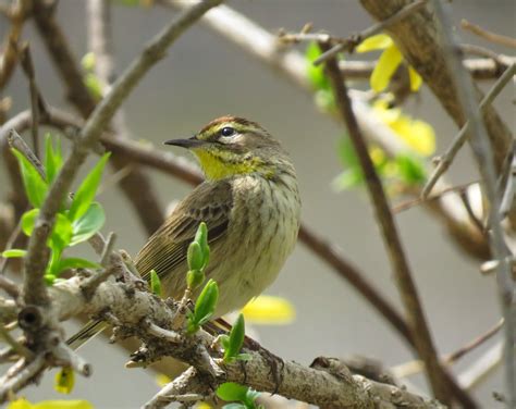 LGB's Nature Photos: Palm Warbler - Migration Continues