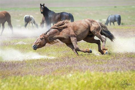 Wild Horses Utah Onaqui Herd Red Running - Red stallion in Onaqui herd low to the ground. | Wild ...