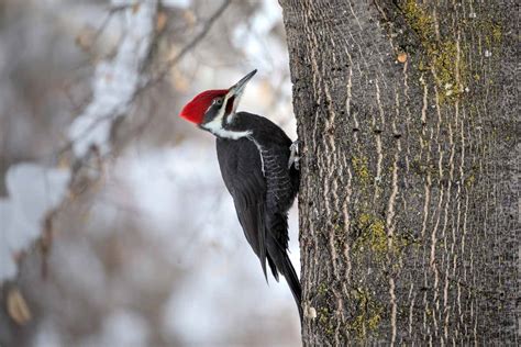 Fun Facts About the Pileated Woodpecker | Lyric Wild Bird Food