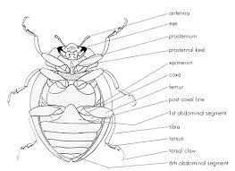 Image result for beetle anatomy diagram | Insect anatomy, Beetle drawing, Beetle insect