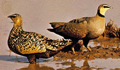 Sandgrouse | Desert-Dwelling, Seed-Eating, Ground-Nesting | Britannica