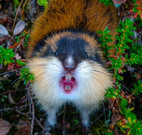 Arctic Lemming - Arctic Finland