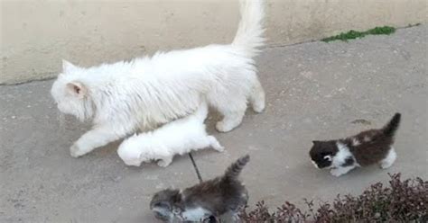 Mother Cat Walking With Her Kittens And Hitting Them To Go Inside | White Cat Protecting Her Kittens