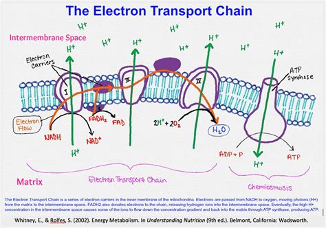 Electron Transport Chain — Summary & Diagrams - Expii