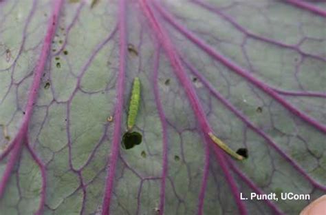 Diamondback Moth Larvae | Center for Agriculture, Food, and the Environment