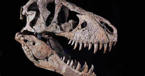 T. Rex Skull Brings $6.1 Million at Sotheby’s, Well Below Estimate ...