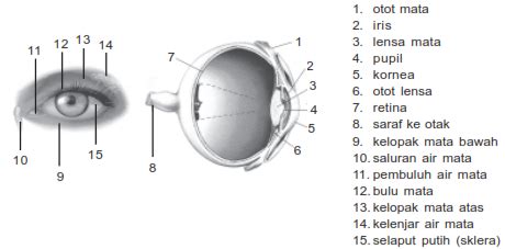 Bagian Dalam Mata Dan Fungsinya - Update Info