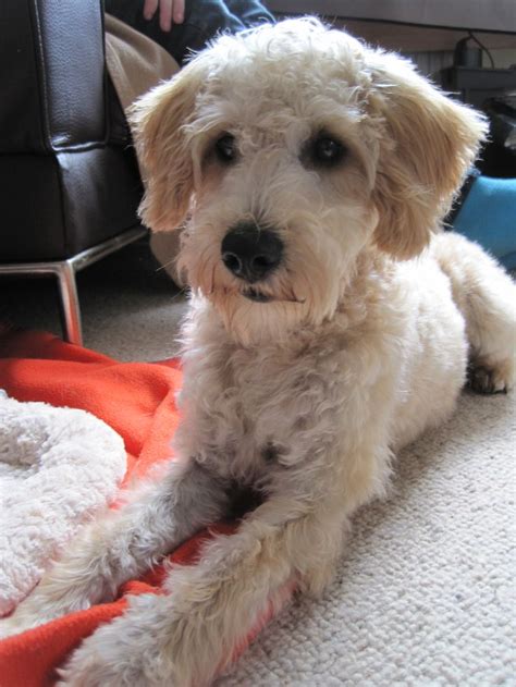 Curious dog #schnoodle #dog #apricotschnoodle #apricot #acting | Schnoodle, Dog personality, Pet ...