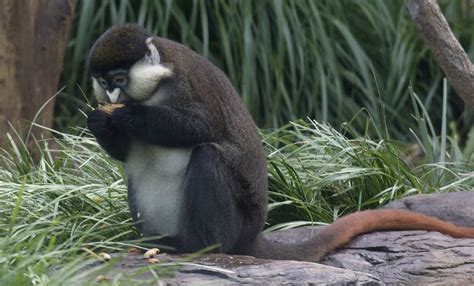 Schmidt's red-tailed monkey | Smithsonian's National Zoo and Conservation Biology Institute