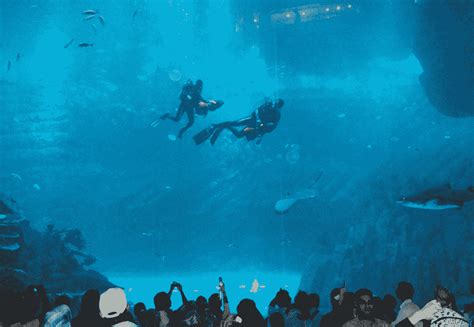 Dubai mall aquarium: entry timings,ticket prices and creatures we saw