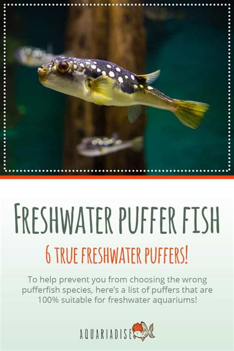 Freshwater puffer fish | 6 true freshwater puffers! | Aquariadise