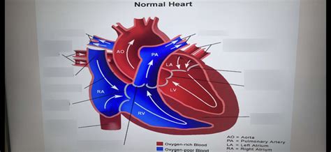 heart diagram ️‍🩹 Diagram | Quizlet