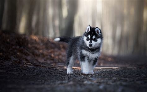 Siberian Husky Dog Wallpapers - Top Free Siberian Husky Dog Backgrounds ...