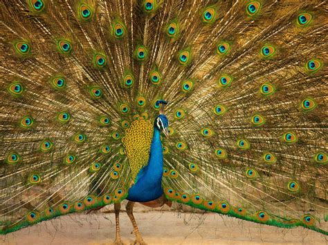 Female Peacocks (Male vs Female: Identification Guide) | Birdfact