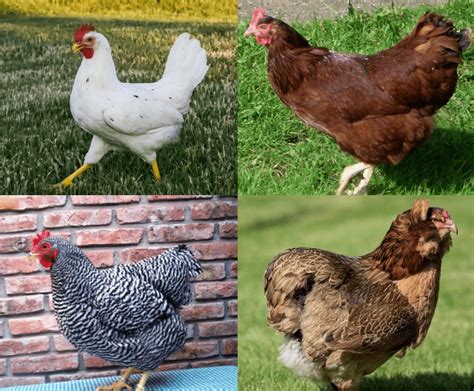 Types Of Chickens