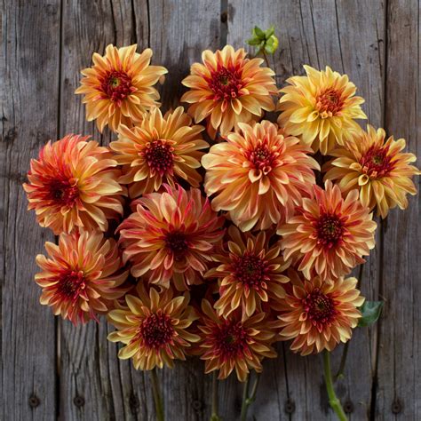 Dahlia Irish Pinwheel – Floret Flower Farm